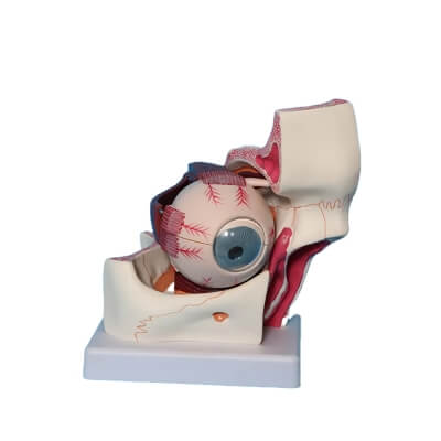 Увеличенная модель человеческого глаза Corpo de Oculus-1