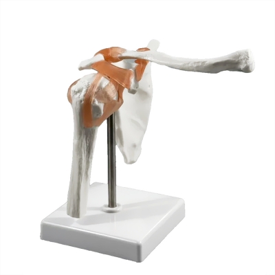 Анатомическая модель плечевого сустава человека Corpo Articulatio-5