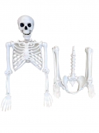 Скелет человека Skeleton, 165 см